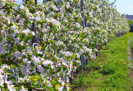 Sady nie ucierpiały z powodu zimy Sady nie ucierpiały z powodu zimy