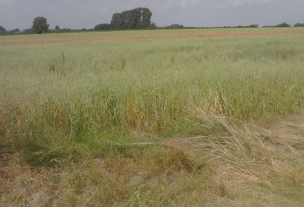 Uprawa zniszczona przez ciężki sprzęt Uprawa zniszczona przez ciężki sprzęt