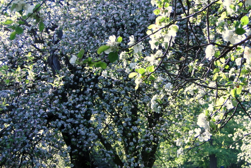 Sosnówka – wiosna w pełni