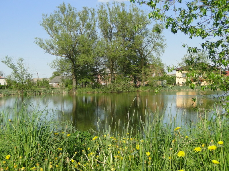 Sosnówka – wiosna w pełni