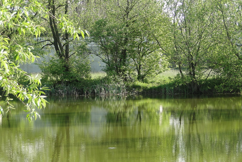 Sosnówka – wiosna w pełni