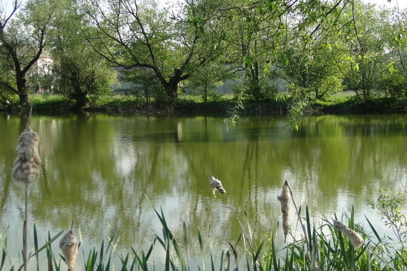 Sosnówka – wiosna w pełni