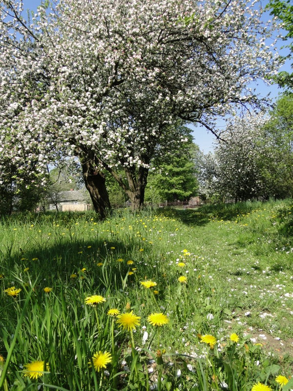 Sosnówka – wiosna w pełni