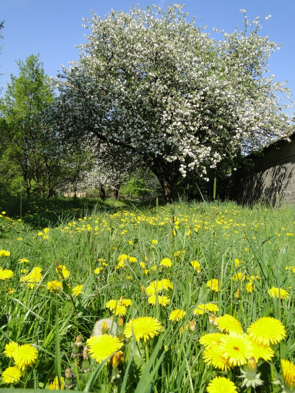Sosnówka – wiosna w pełni