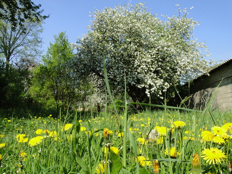 Sosnówka – wiosna w pełni