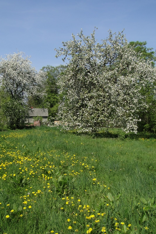 Sosnówka – wiosna w pełni