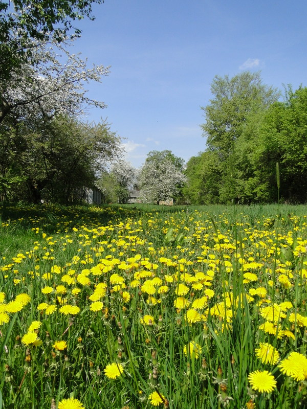 Sosnówka – wiosna w pełni