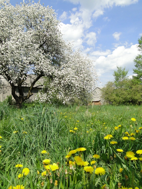 Sosnówka – wiosna w pełni