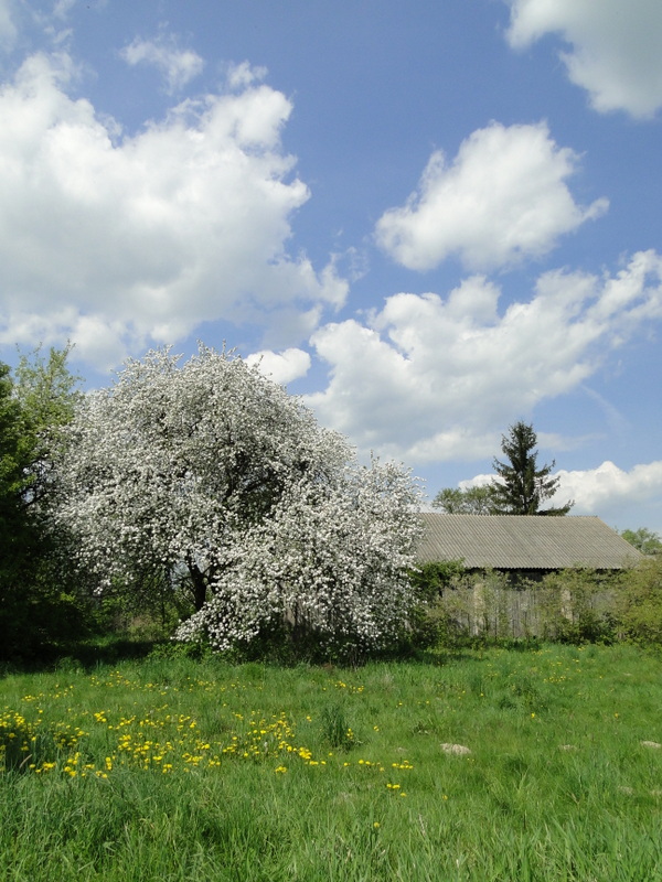 Sosnówka – wiosna w pełni