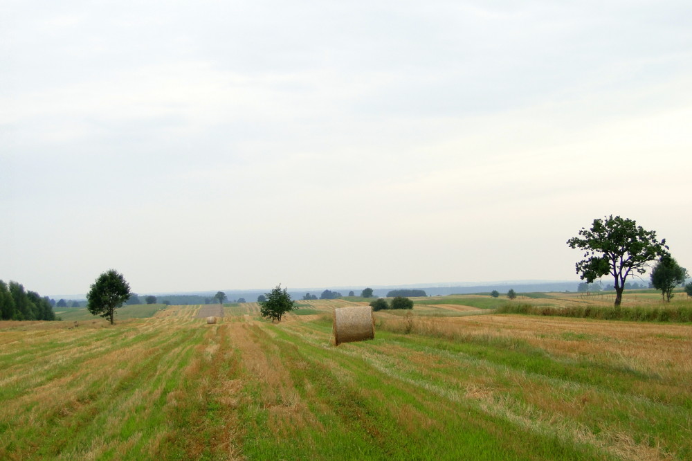 DSC07787