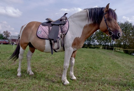 Abramowskie Dożynki 2014 w obiektywie Jacka Ogórka