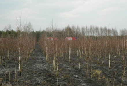 Uwaga! suche trawy. Pożar młodnika w okolicach Rudna