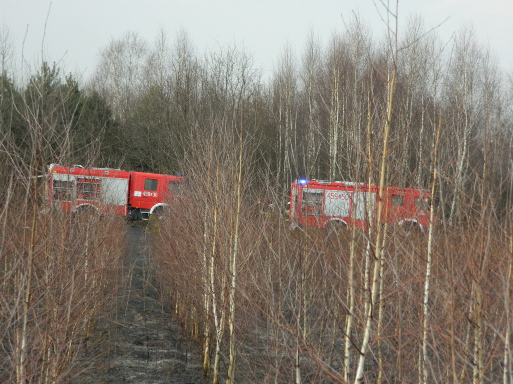 Uwaga! suche trawy. Pożar młodnika w okolicach Rudna
