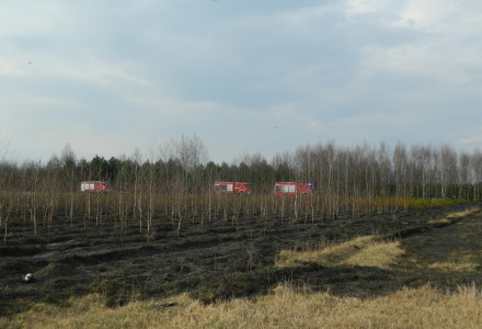 Uwaga! suche trawy. Pożar młodnika w okolicach Rudna