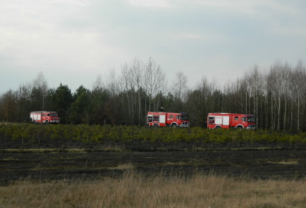 Uwaga! suche trawy. Pożar młodnika w okolicach Rudna