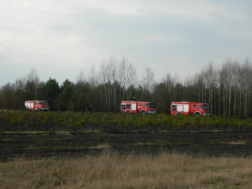 Uwaga! suche trawy. Pożar młodnika w okolicach Rudna