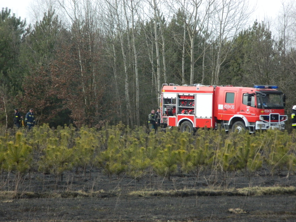 Uwaga! suche trawy. Pożar młodnika w okolicach Rudna