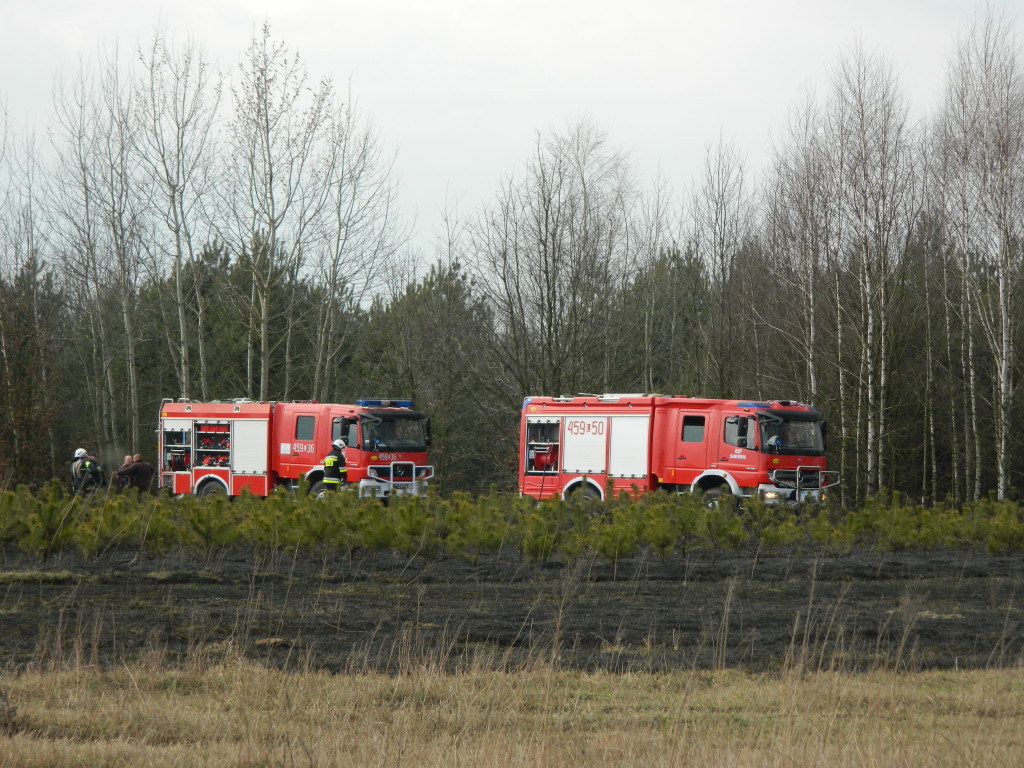 Uwaga! suche trawy. Pożar młodnika w okolicach Rudna
