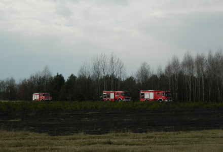 Uwaga! suche trawy. Pożar młodnika w okolicach Rudna