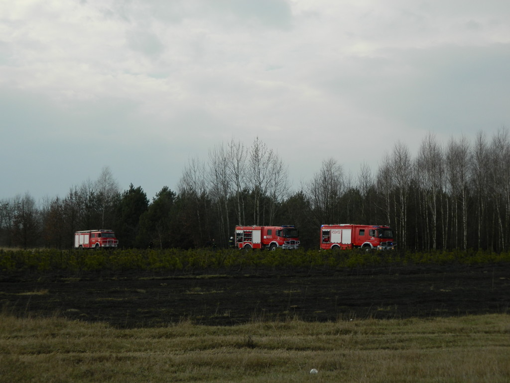Uwaga! suche trawy. Pożar młodnika w okolicach Rudna