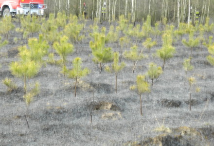 Uwaga! suche trawy. Pożar młodnika w okolicach Rudna