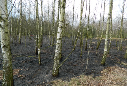 Uwaga! suche trawy. Pożar młodnika w okolicach Rudna