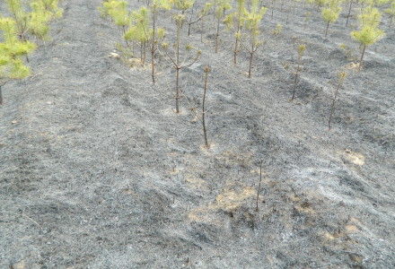 Uwaga! suche trawy. Pożar młodnika w okolicach Rudna