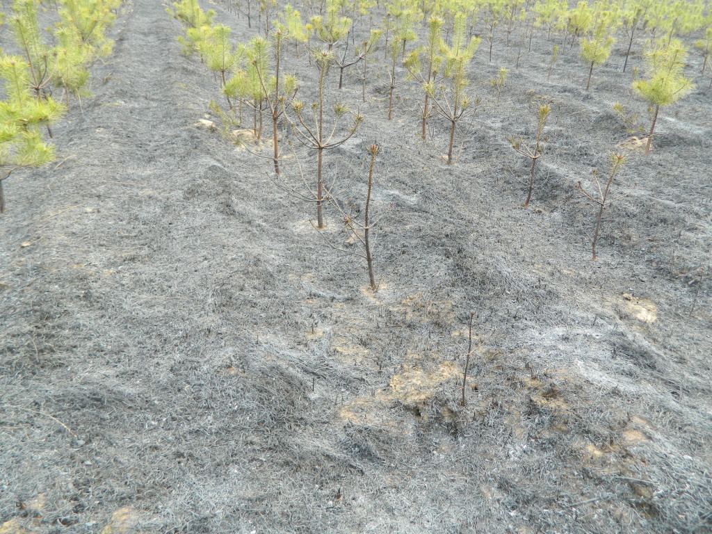 Uwaga! suche trawy. Pożar młodnika w okolicach Rudna
