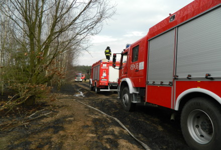 Uwaga! suche trawy. Pożar młodnika w okolicach Rudna