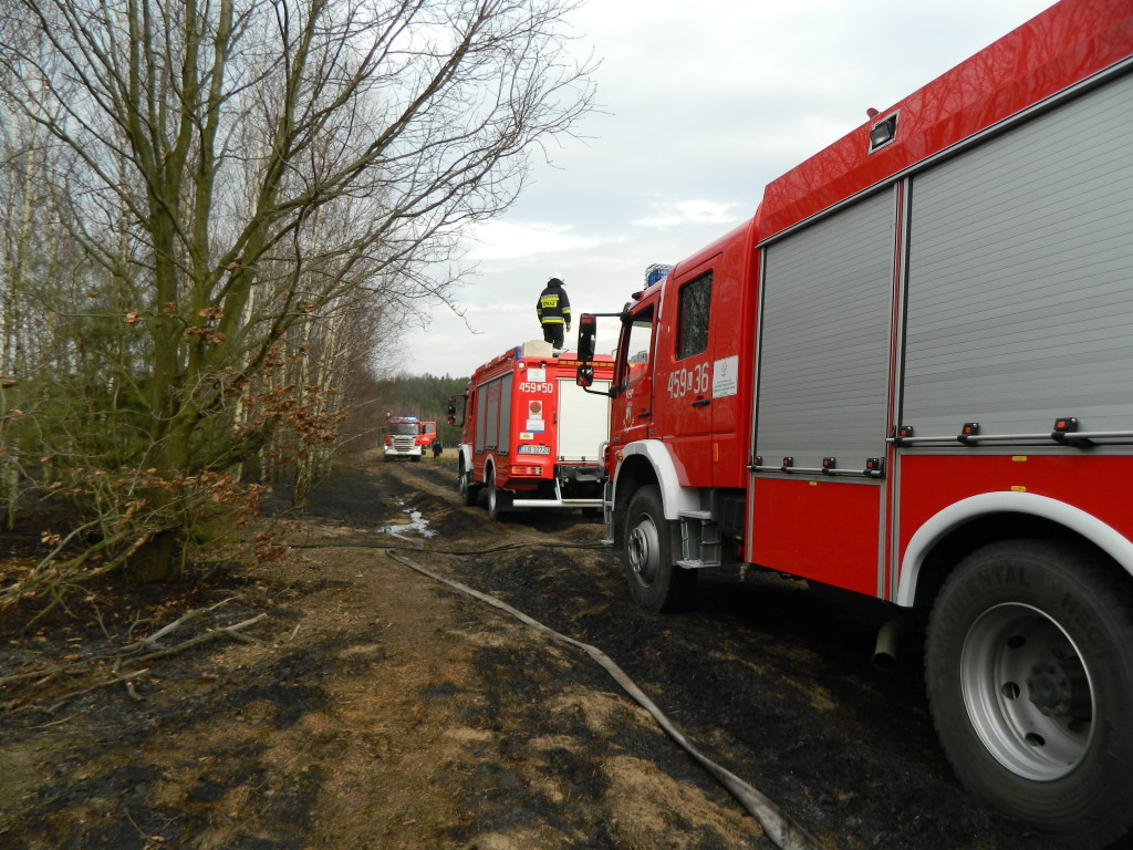 Uwaga! suche trawy. Pożar młodnika w okolicach Rudna