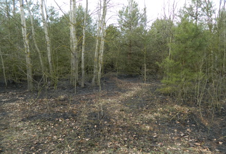 Uwaga! suche trawy. Pożar młodnika w okolicach Rudna