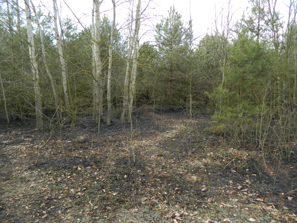 Uwaga! suche trawy. Pożar młodnika w okolicach Rudna