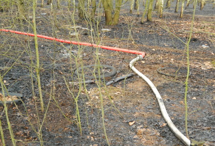 Uwaga! suche trawy. Pożar młodnika w okolicach Rudna