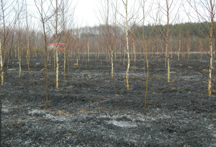 Uwaga! suche trawy. Pożar młodnika w okolicach Rudna