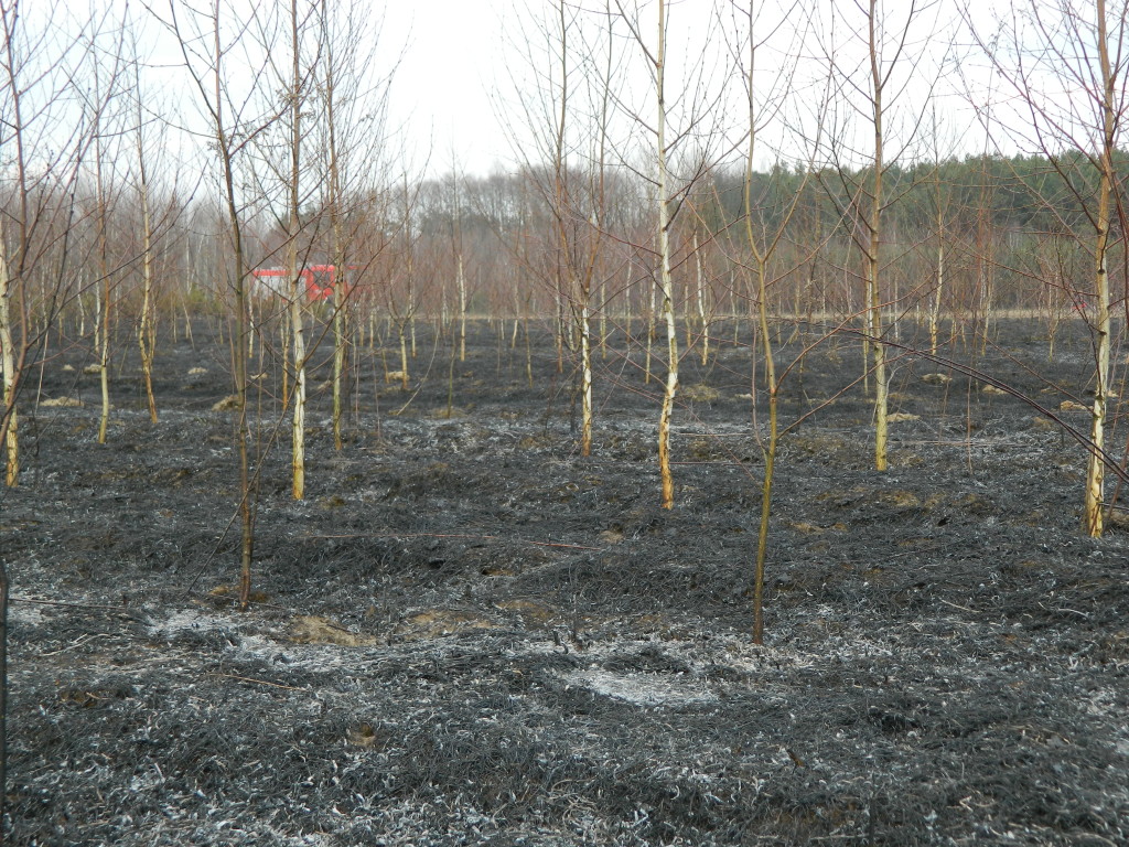 Uwaga! suche trawy. Pożar młodnika w okolicach Rudna