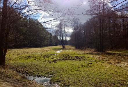 W lesie Abramowskim czuć wiosnę – zdjęcia Leszka Kozaka