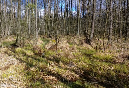 W lesie Abramowskim czuć wiosnę – zdjęcia Leszka Kozaka