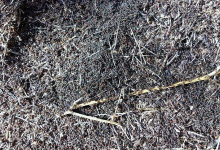 W lesie Abramowskim czuć wiosnę – zdjęcia Leszka Kozaka