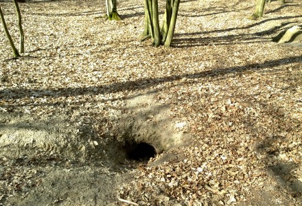 W lesie Abramowskim czuć wiosnę – zdjęcia Leszka Kozaka