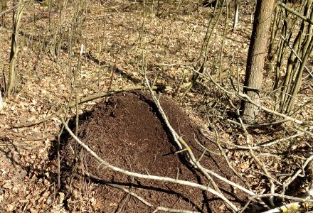 W lesie Abramowskim czuć wiosnę – zdjęcia Leszka Kozaka