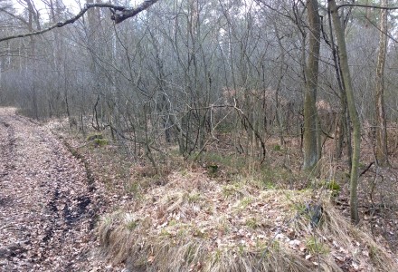 W lesie Abramowskim czuć wiosnę – zdjęcia Leszka Kozaka