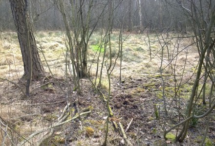 W lesie Abramowskim czuć wiosnę – zdjęcia Leszka Kozaka