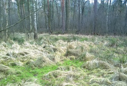 W lesie Abramowskim czuć wiosnę – zdjęcia Leszka Kozaka