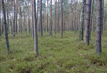 W lesie Abramowskim czuć wiosnę – zdjęcia Leszka Kozaka