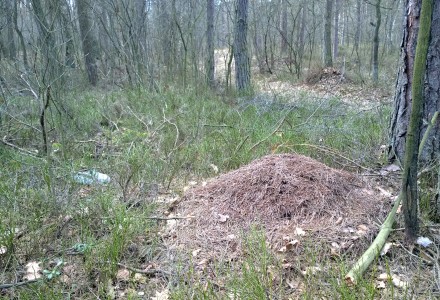 W lesie Abramowskim czuć wiosnę – zdjęcia Leszka Kozaka