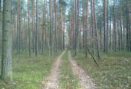 W lesie Abramowskim czuć wiosnę – zdjęcia Leszka Kozaka