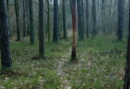 W lesie Abramowskim czuć wiosnę – zdjęcia Leszka Kozaka