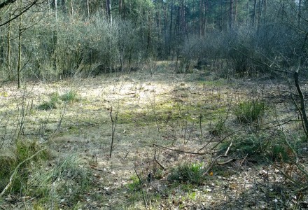 W lesie Abramowskim czuć wiosnę – zdjęcia Leszka Kozaka