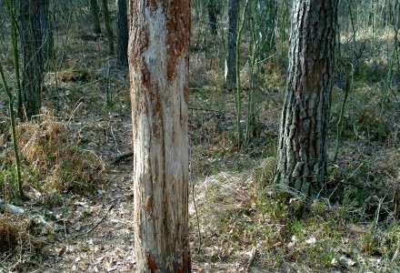 W lesie Abramowskim czuć wiosnę – zdjęcia Leszka Kozaka