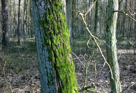 W lesie Abramowskim czuć wiosnę – zdjęcia Leszka Kozaka